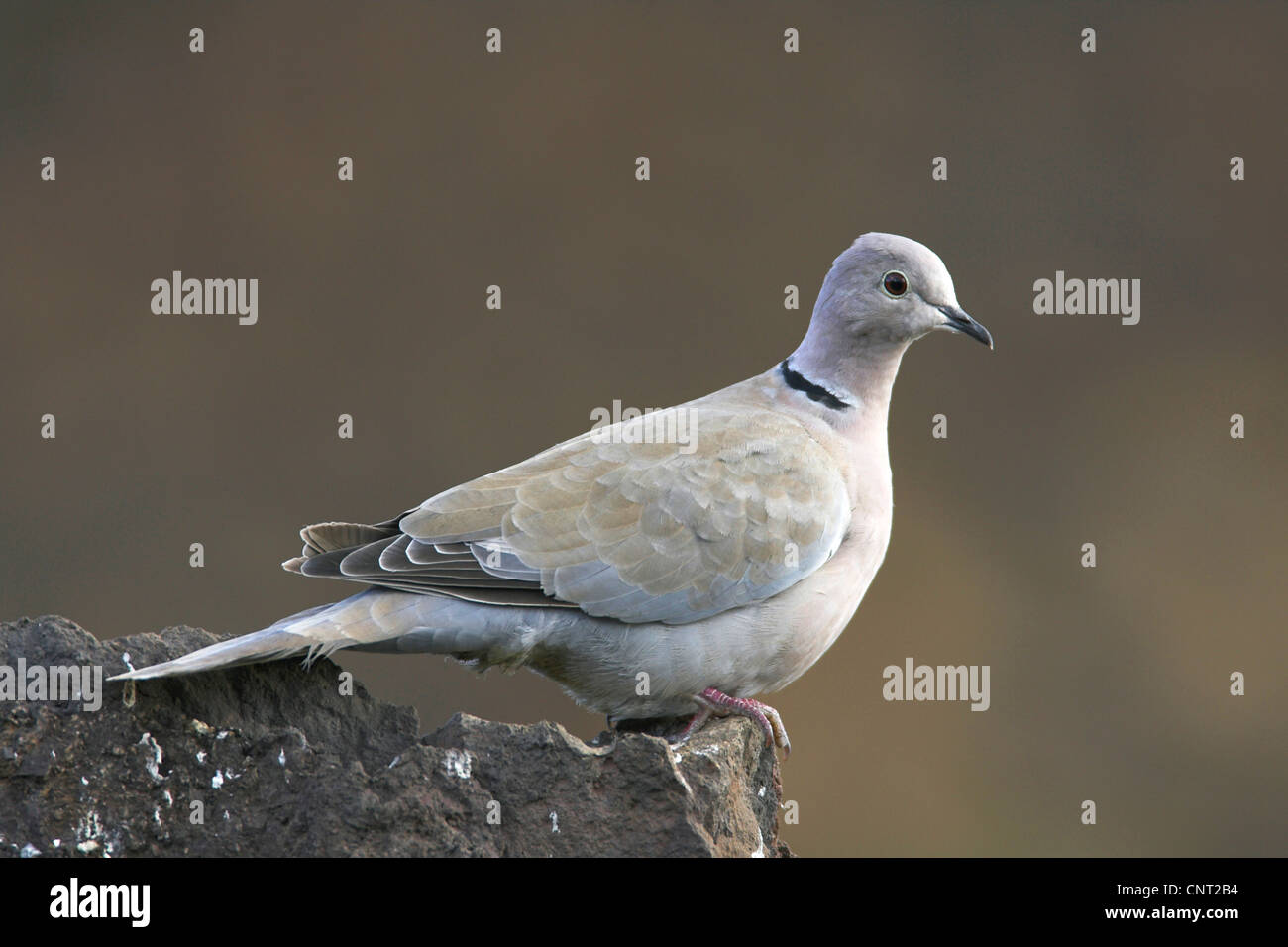 collared dove (Streptopelia decaocto), on a rock, Canary Islands