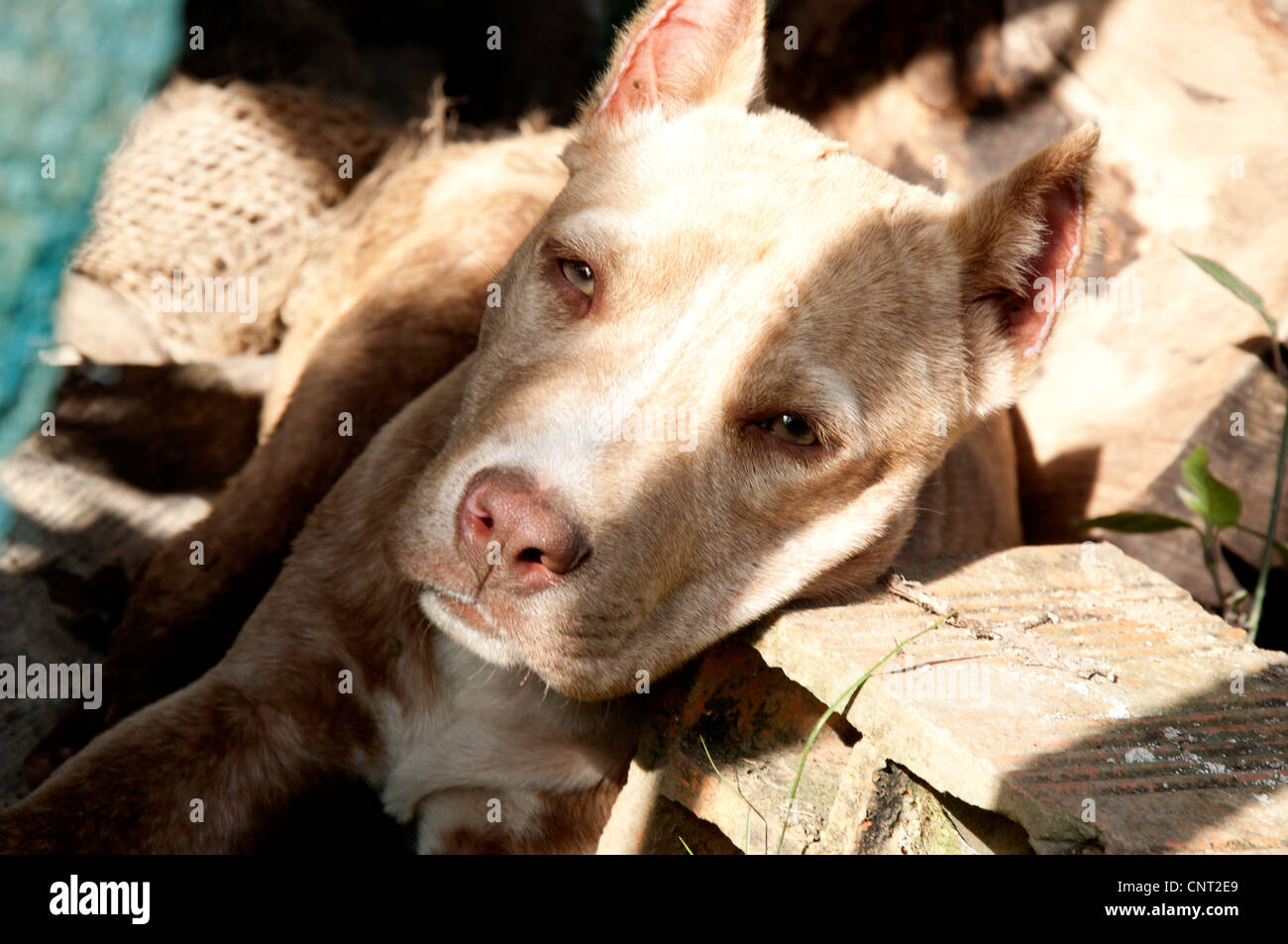 dog, pitbull, friend of man, harmless, brown, animal, nature, domestic, Stock Photo