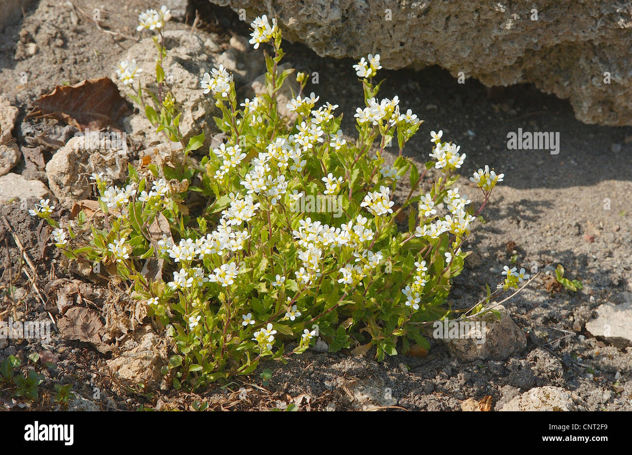 Alpine rock-cress (Arabis alpina), blooming Stock Photo