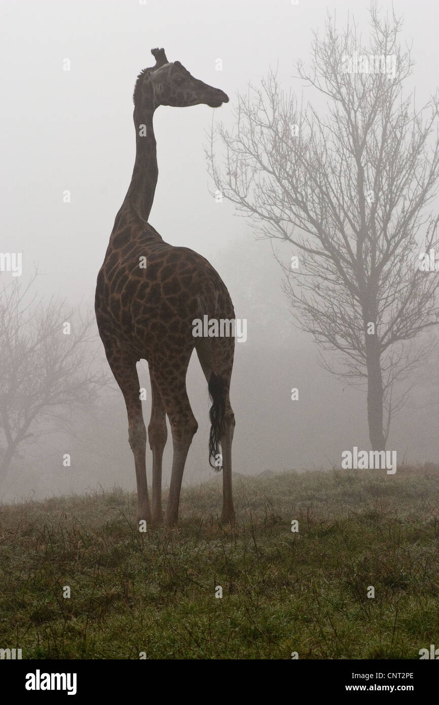 Giraffe Camelopardalis Giraffe Legs Stock Photo - Alamy