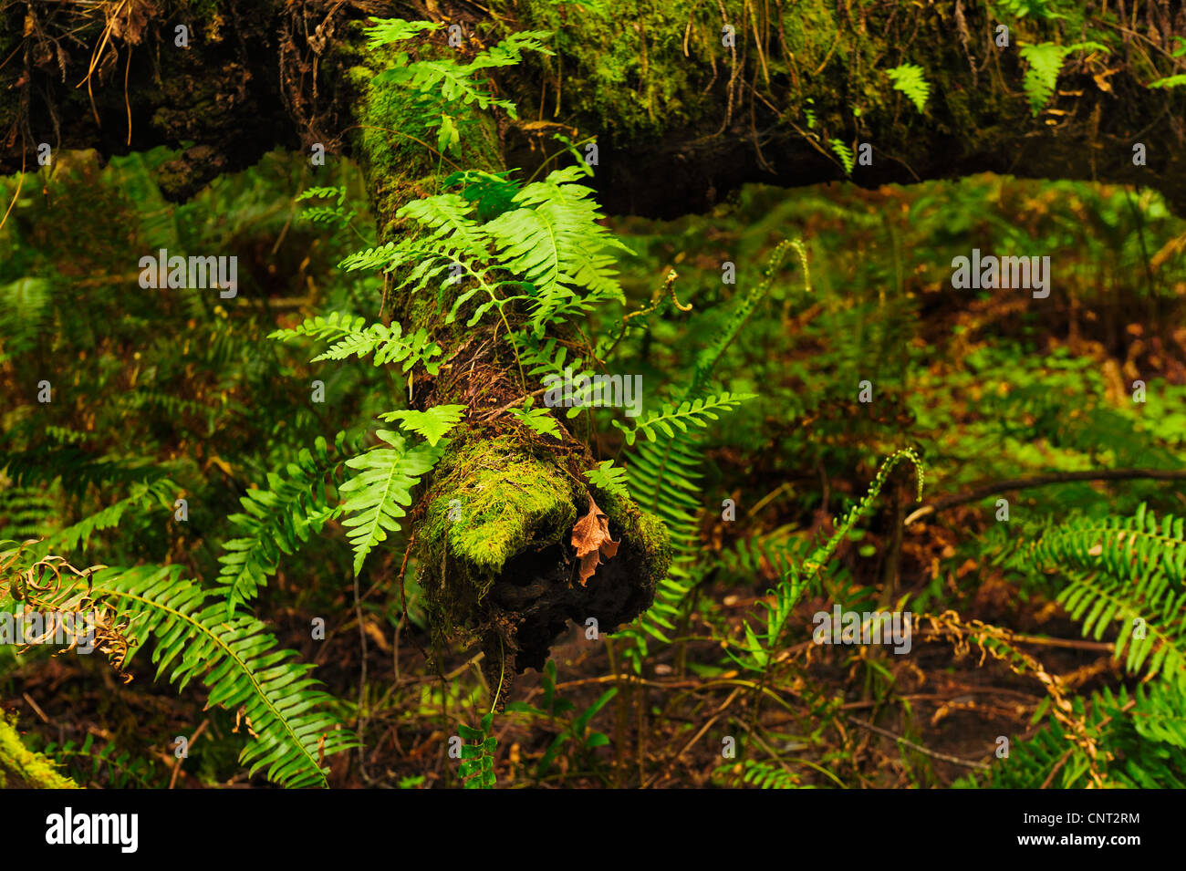 Giant wood ferns hi-res stock photography and images - Alamy