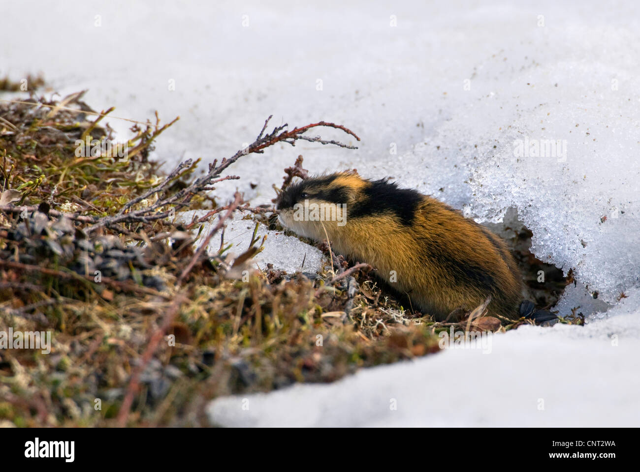 Norway lemming (Lemmus lemmus), single individual in winter, Norway, Varanger Peninsula Stock Photo