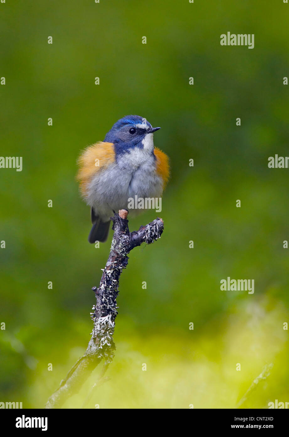 Red-flanked bluetail, Red-flanked bluetail (Tarsiger cyanur…