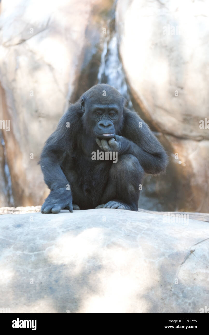 Ape Gorilla Primate Stock Photo - Alamy