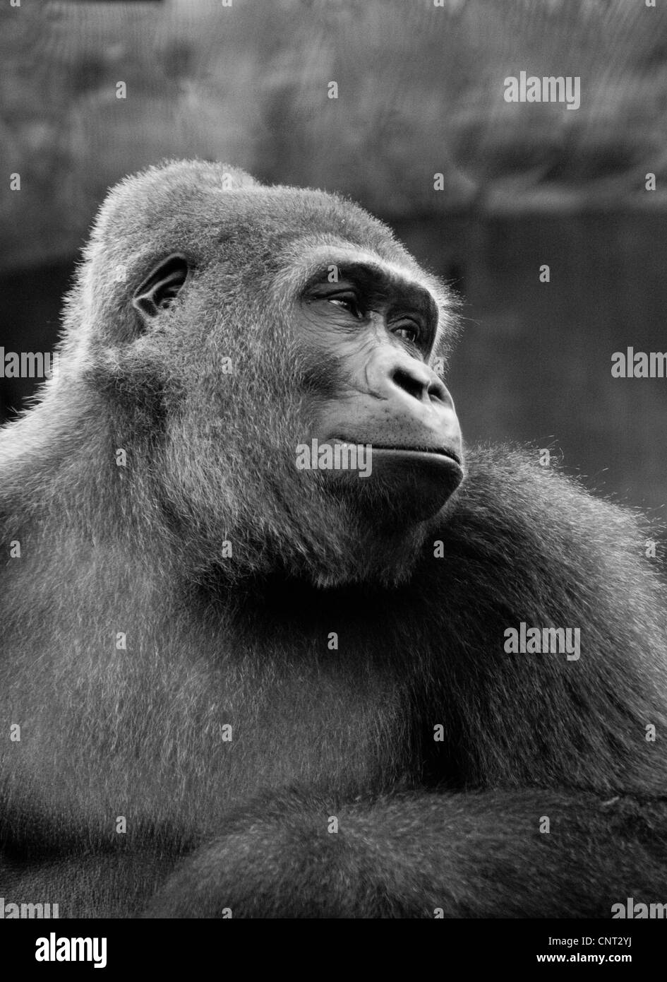 Ape Gorilla Primate Stock Photo Alamy
