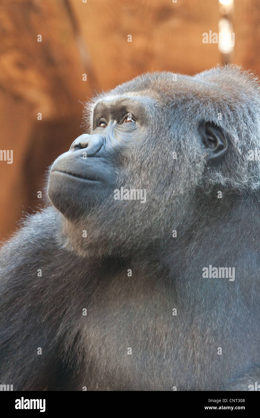 Ape Gorilla Primate Stock Photo - Alamy