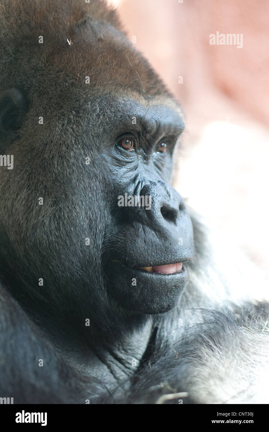 Ape Gorilla Primate Stock Photo - Alamy