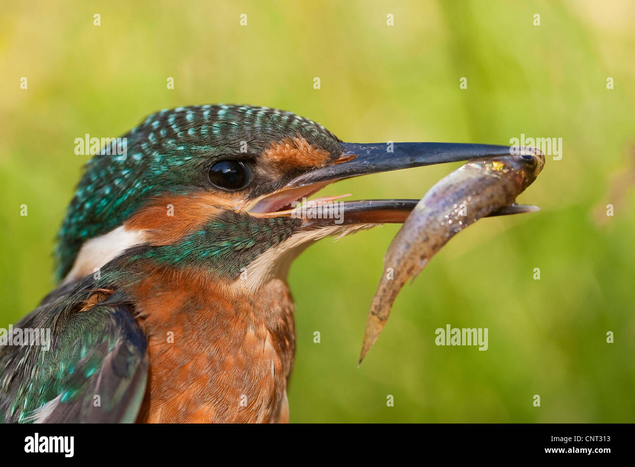 river kingfisher (Alcedo atthis), with caught fish in the bill, Germany Stock Photo