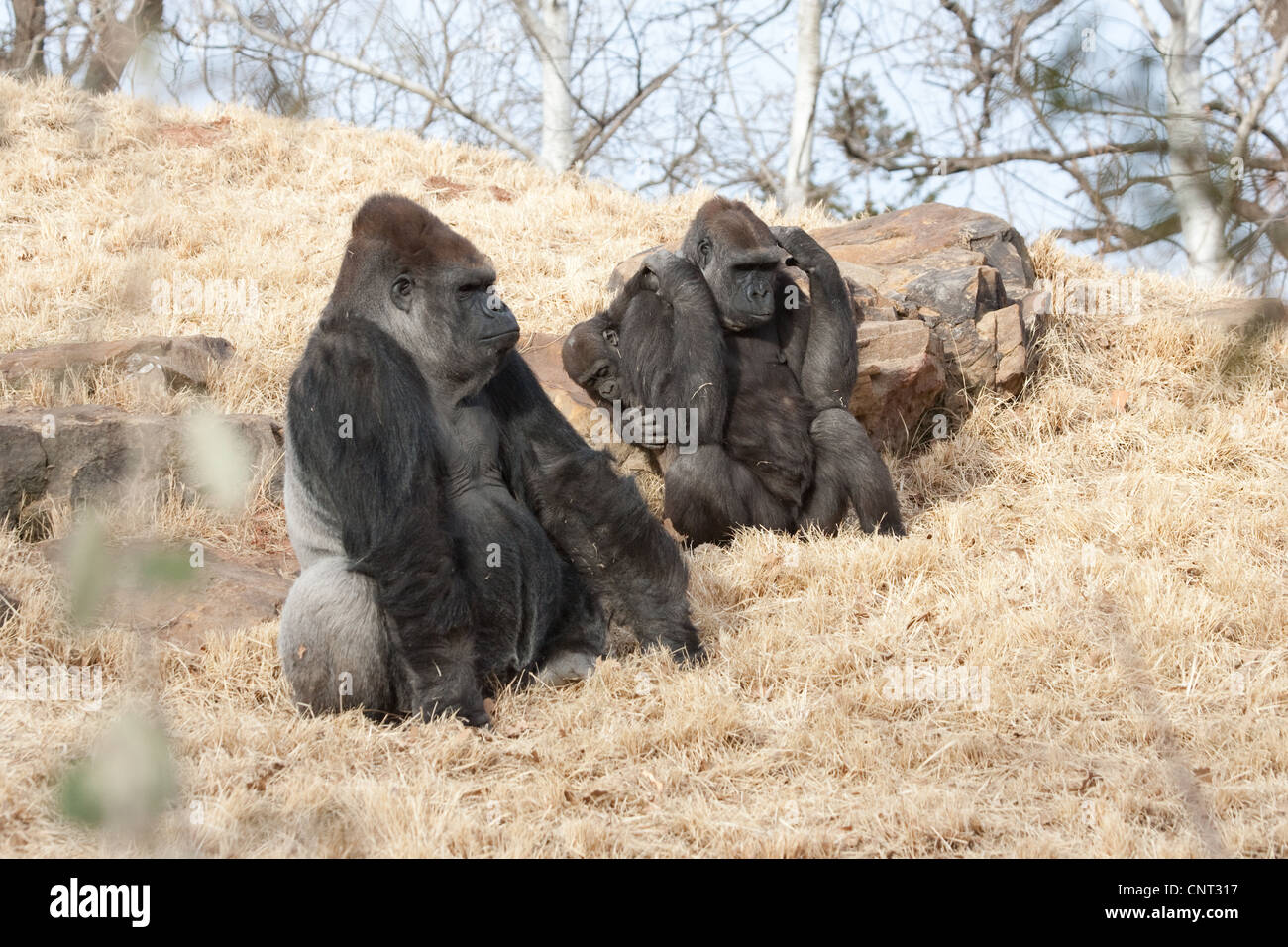 Ape Gorilla Primate Stock Photo - Alamy