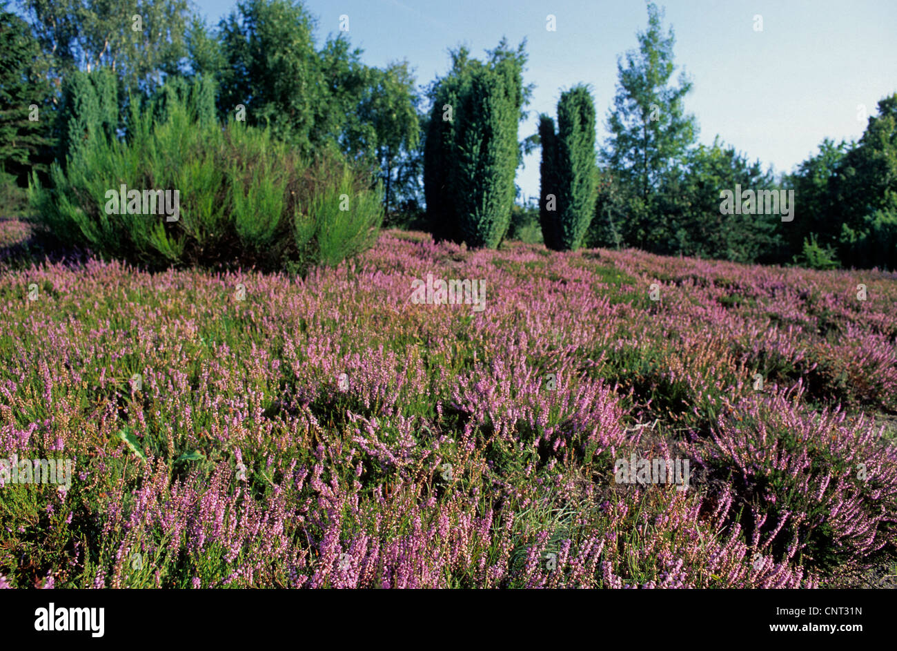 heather, ling (Calluna vulgaris), heath with juniper, Juniperus communis, Germany Stock Photo