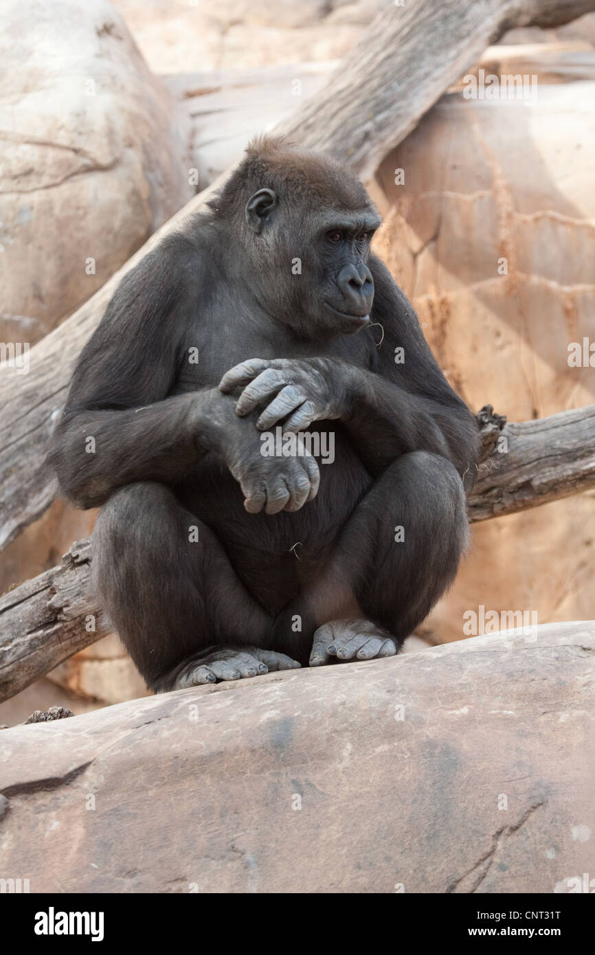 Ape Gorilla Primate Stock Photo - Alamy