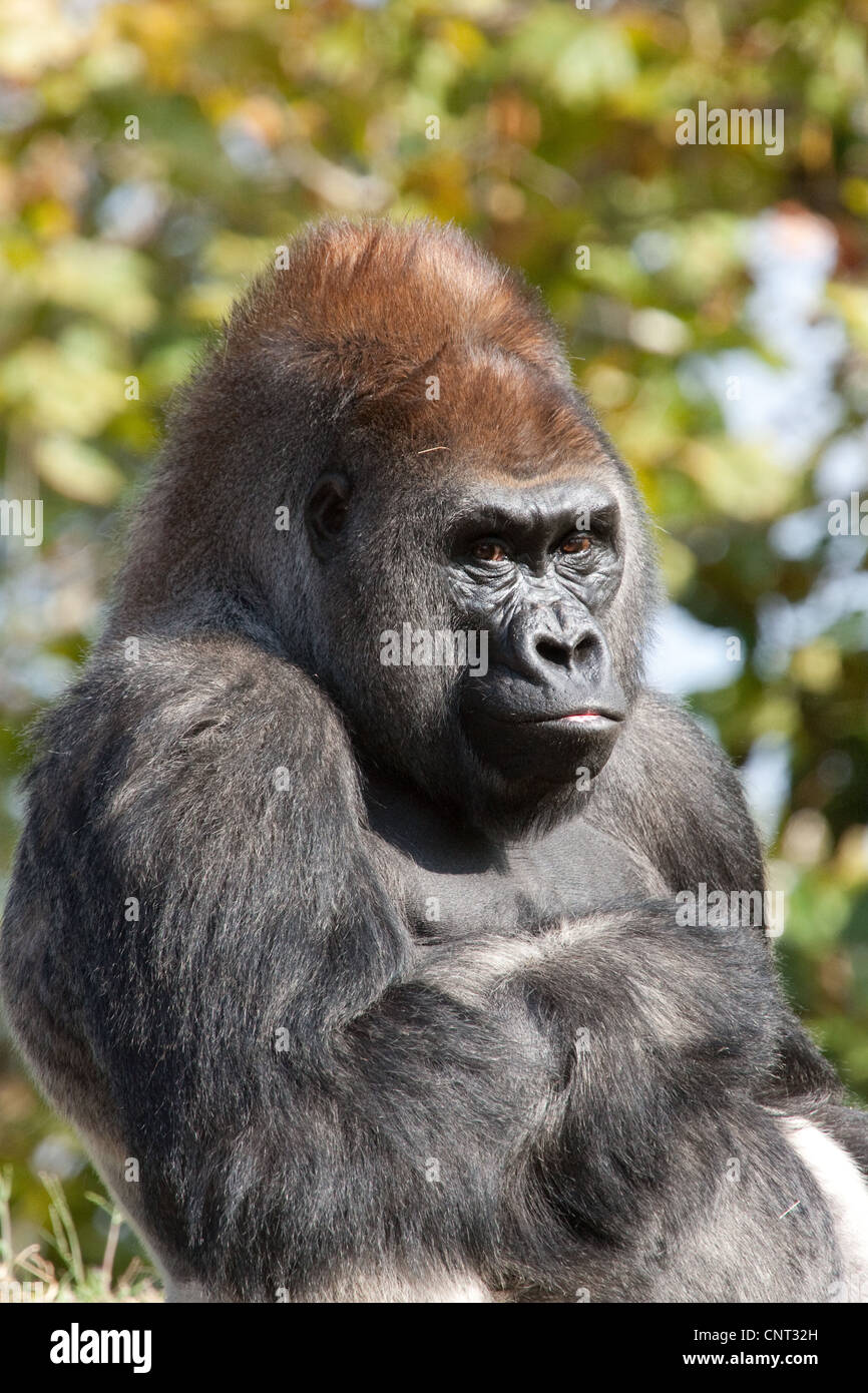 Ape Gorilla Primate Stock Photo - Alamy