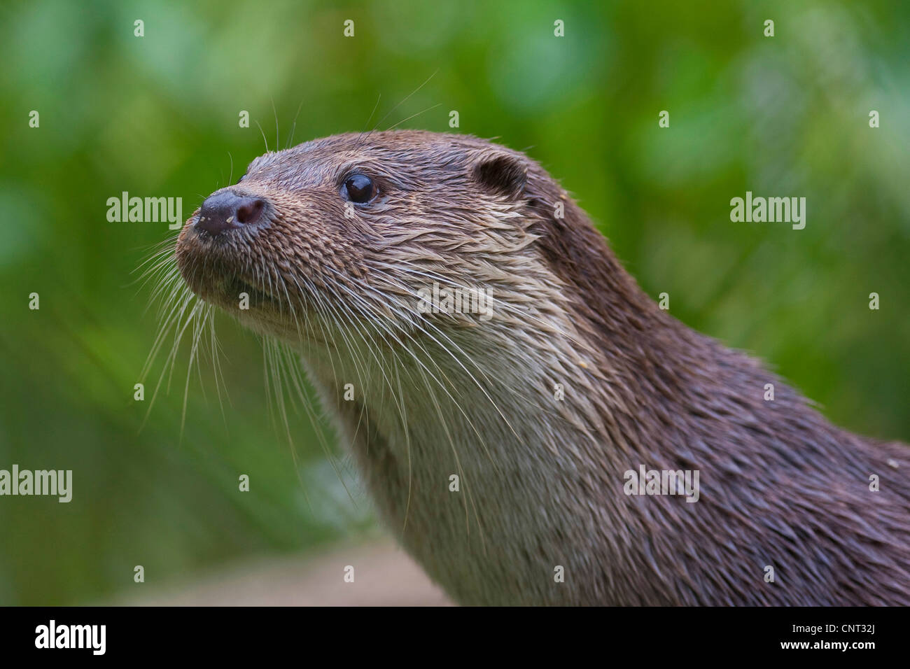 European river otter, European Otter, Eurasian Otter (Lutra lutra