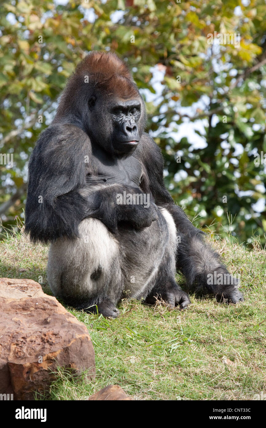 Ape Gorilla Primate Stock Photo - Alamy