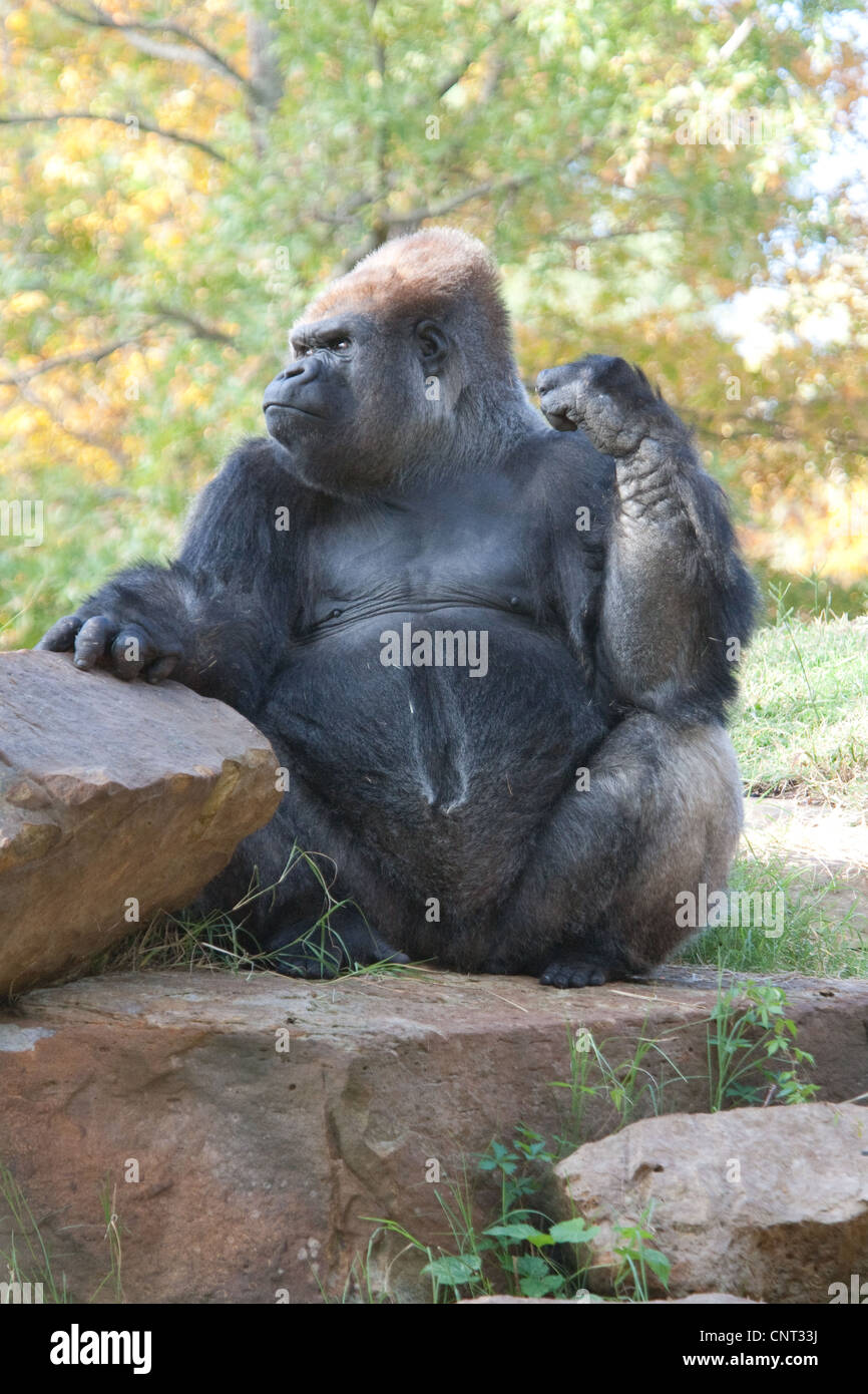 Ape Gorilla Primate Stock Photo - Alamy