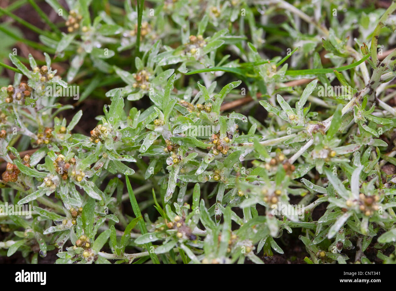 low cudweed, marsh cudweed, everlasting (Gnaphalium uliginosum), blooming, Germany Stock Photo