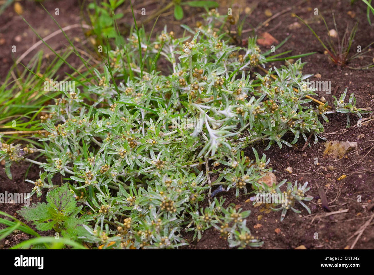 low cudweed, marsh cudweed, everlasting (Gnaphalium uliginosum), blooming, Germany Stock Photo