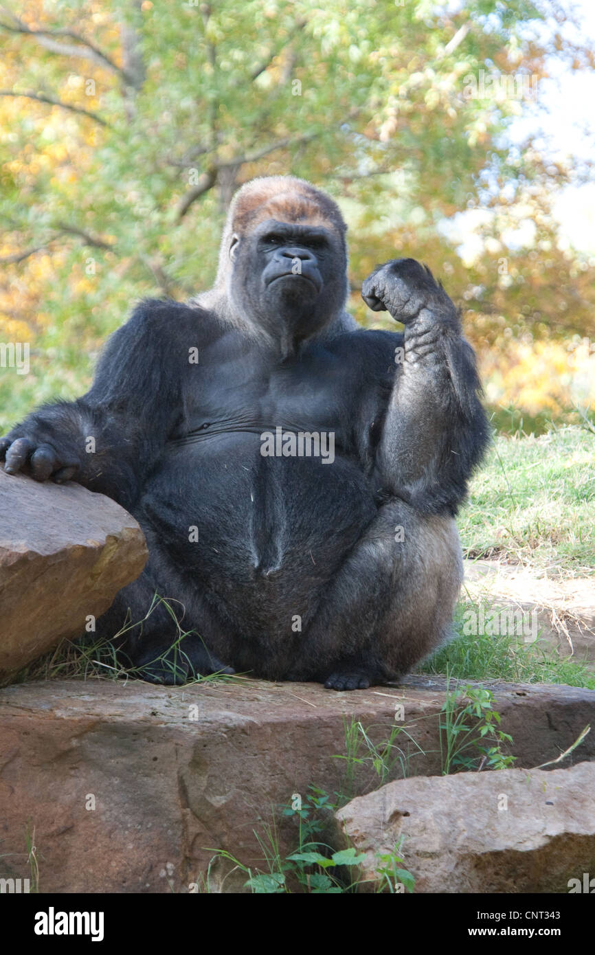Ape Gorilla Primate Stock Photo - Alamy