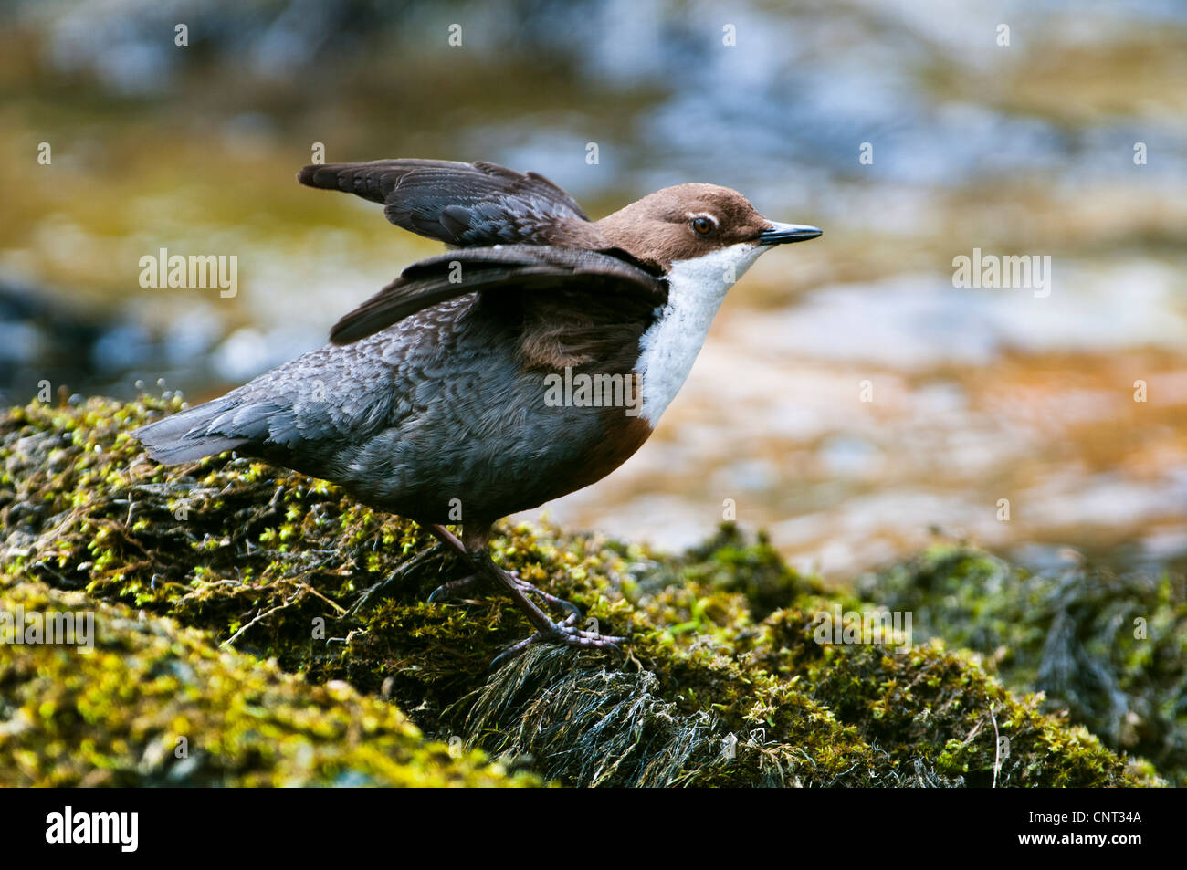 An adult dipper (Cinclus cinclus) standing on a moss-covered rock in the River Marteg at Gilfach Farm Nature Reserve Stock Photo