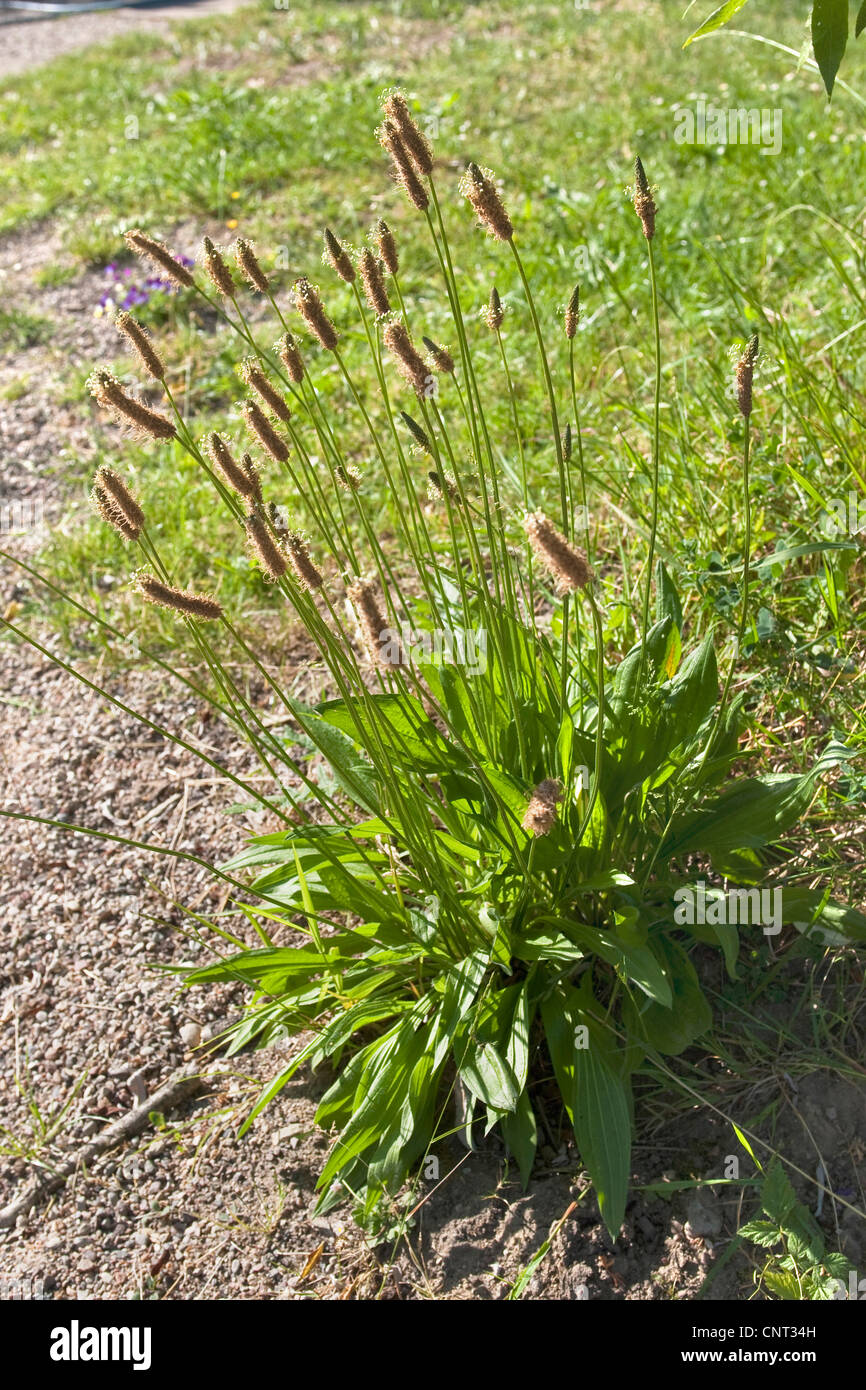 buckhorn plantain, English plantain, ribwort plantain, rib grass, ripple grass (Plantago lanceolata), blooming, Germany Stock Photo