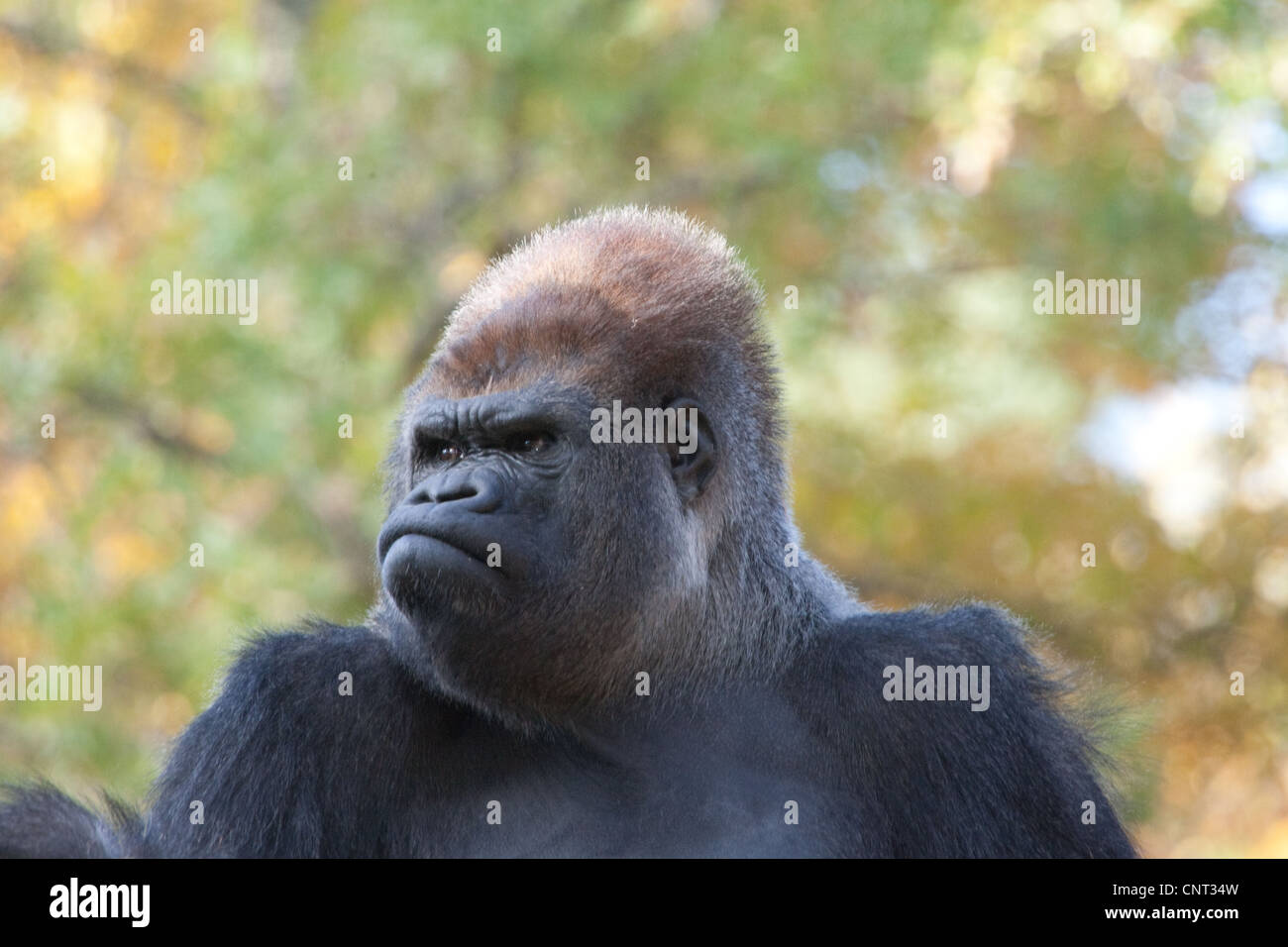 Ape Gorilla Primate Stock Photo - Alamy