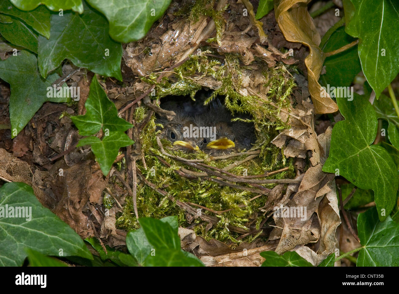 winter wren (Troglodytes troglodytes), nest hidden in Ivy with fledglings Stock Photo