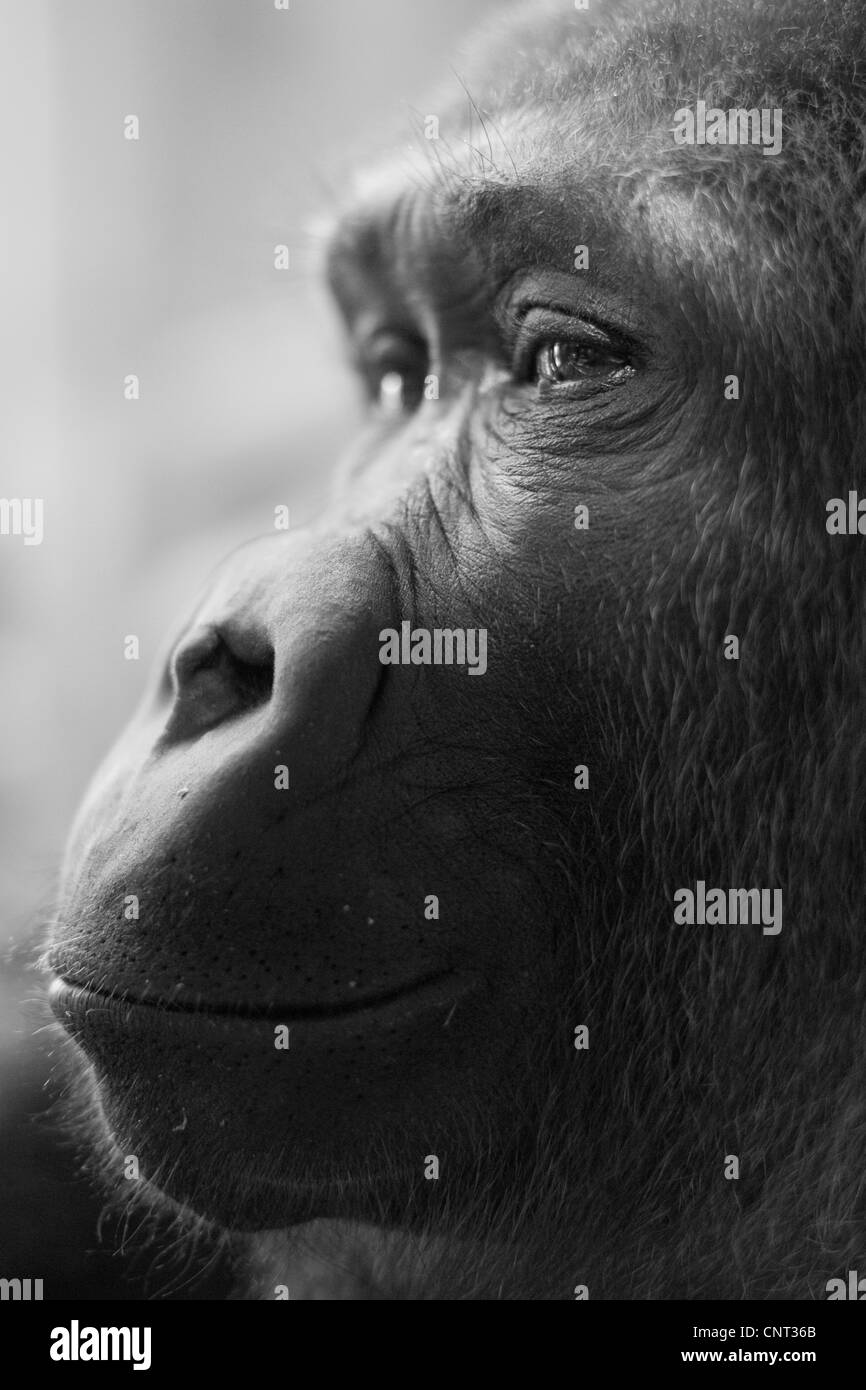 Ape Gorilla Primate Stock Photo - Alamy