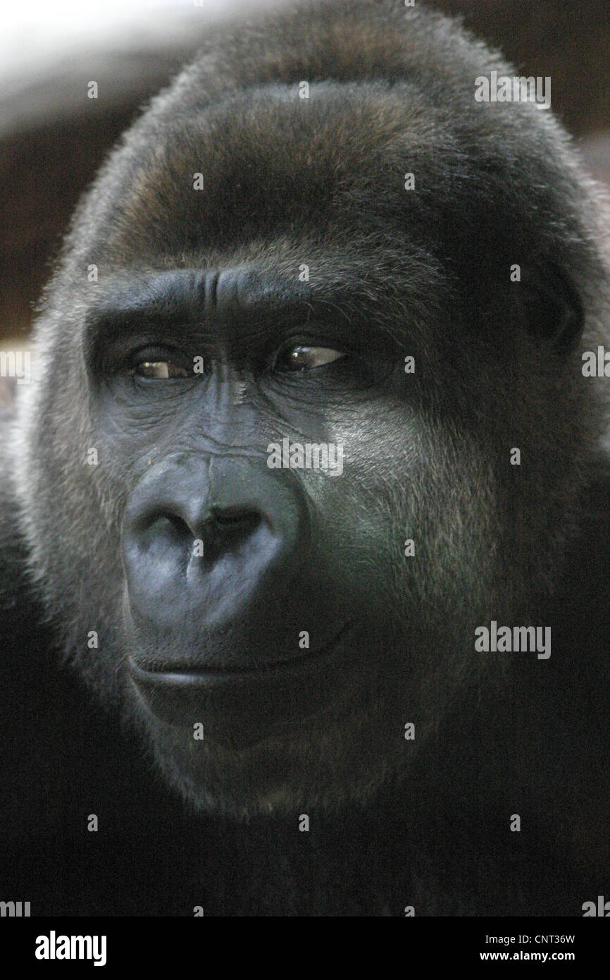 Ape Gorilla Primate Stock Photo - Alamy