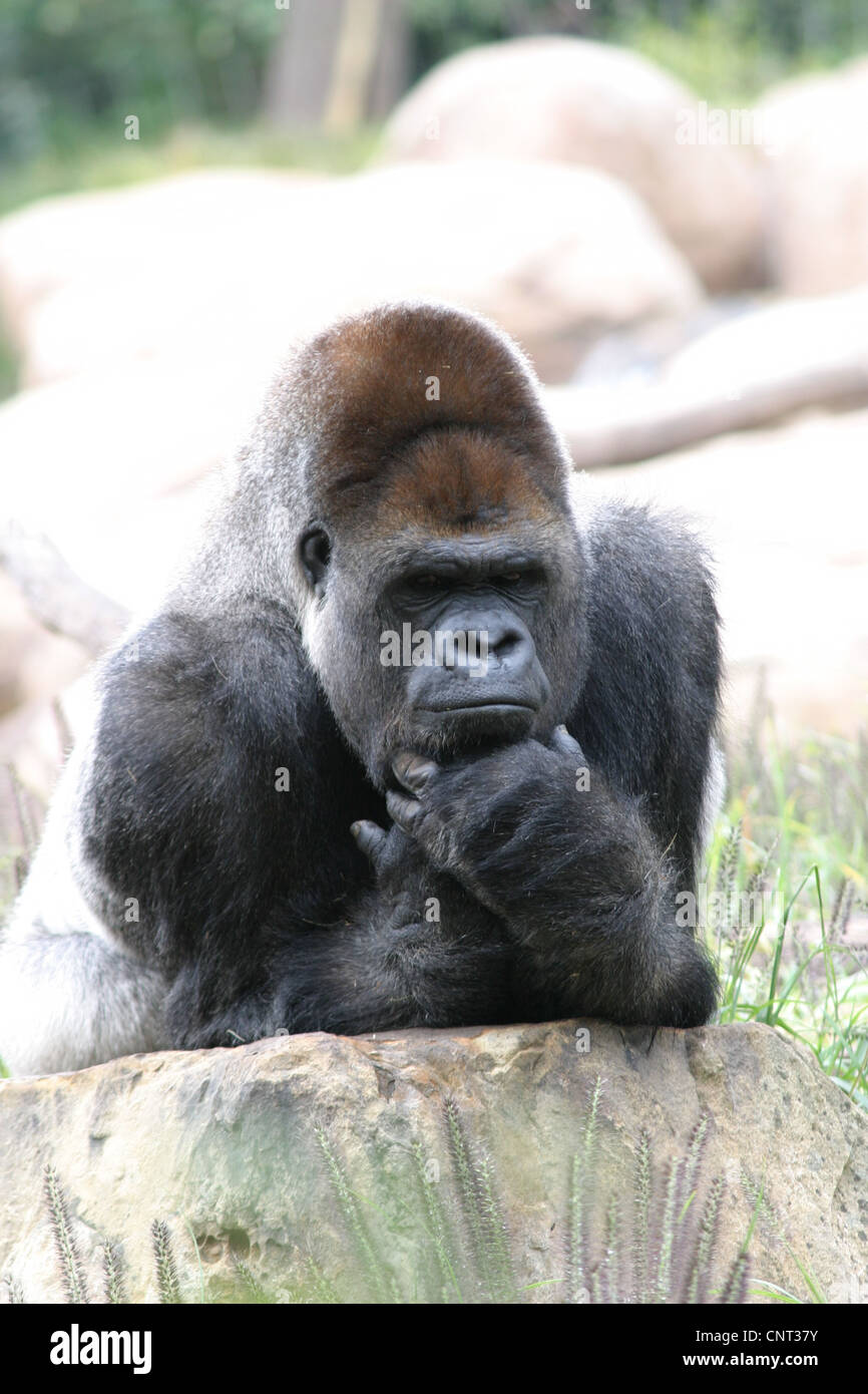 Ape Gorilla Primate Stock Photo - Alamy