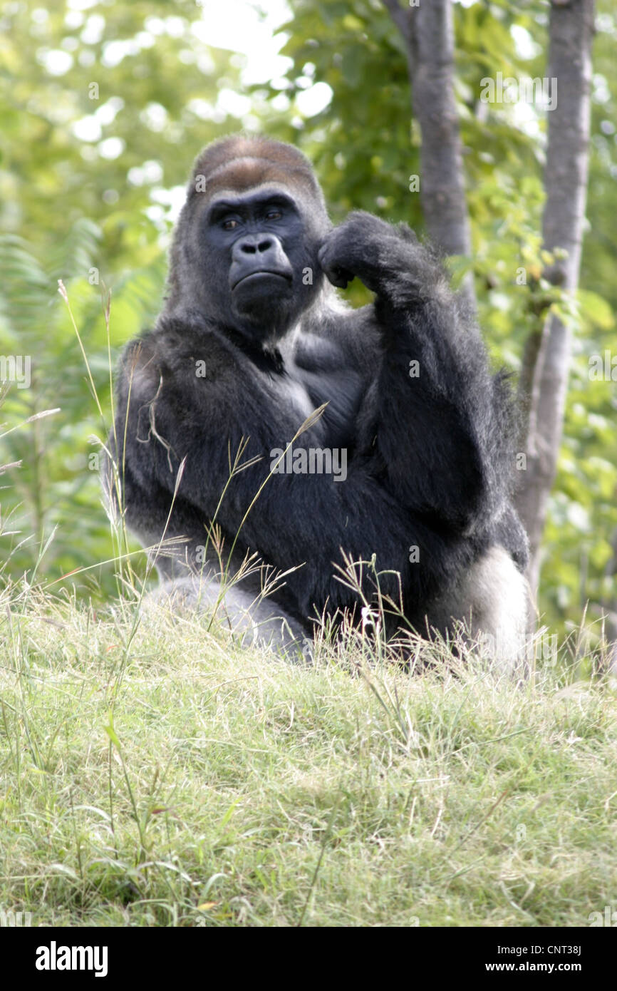 Ape Gorilla Primate Stock Photo - Alamy