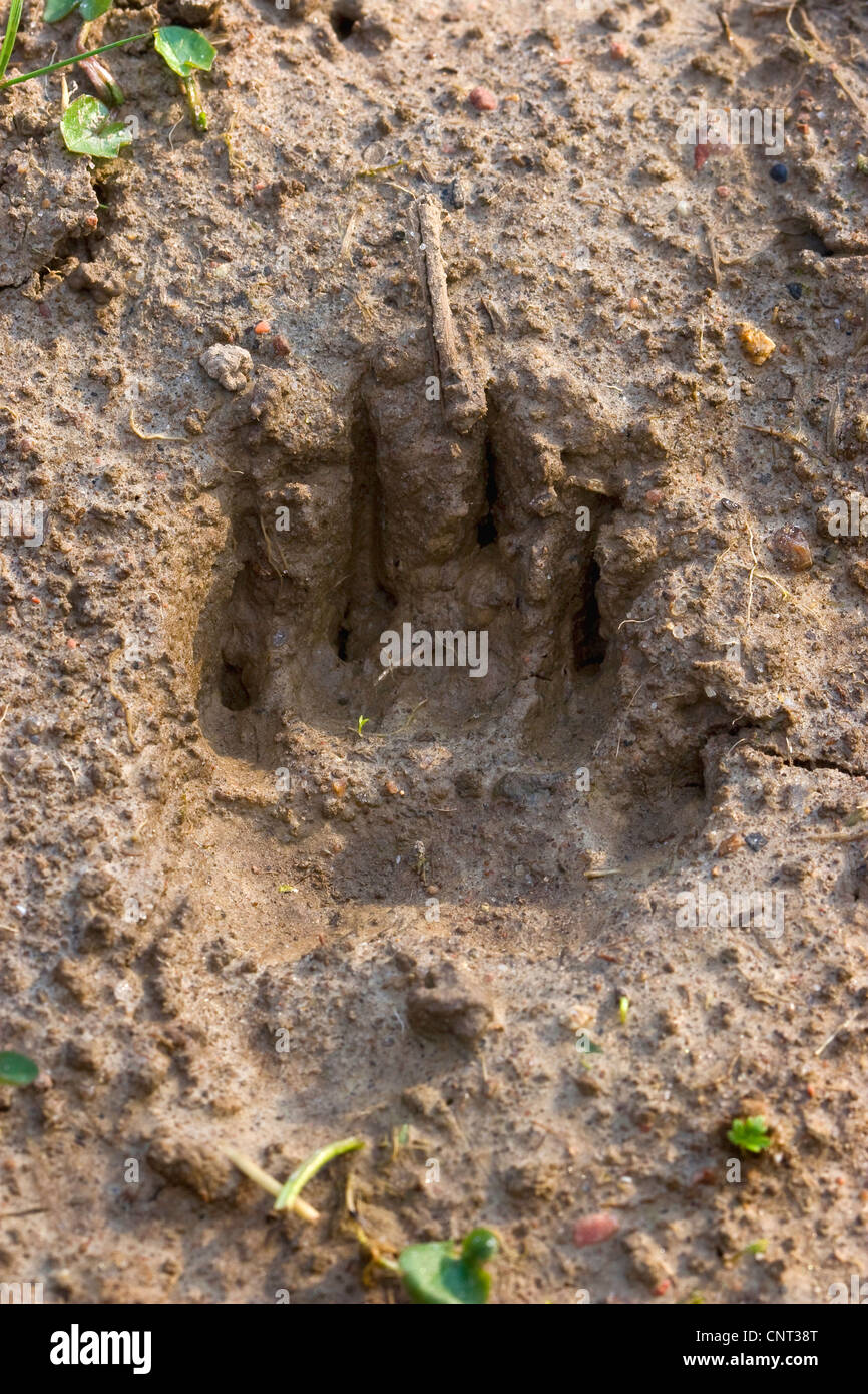 Old World badger, Eurasian badger (Meles meles), footprint in the soil, Germany Stock Photo
