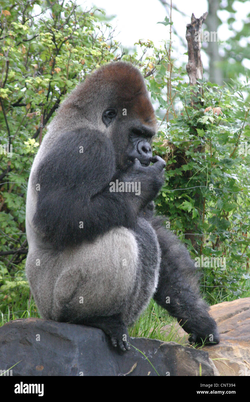 Ape Gorilla Primate Stock Photo - Alamy