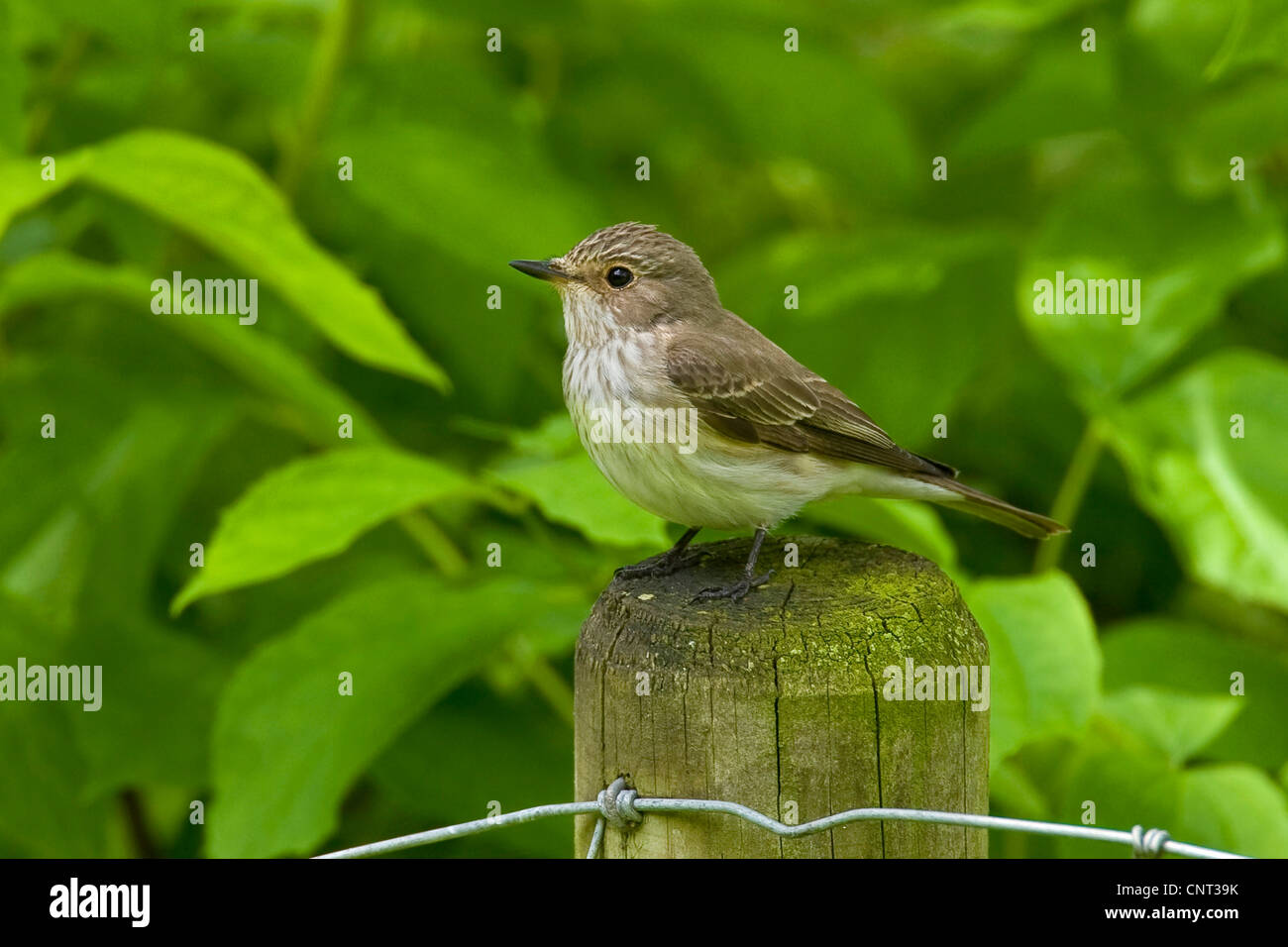 spotted flycatcher (Muscicapa striata), sitting on a wooden post Stock Photo