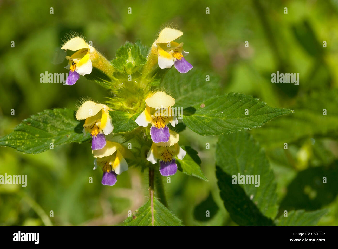 largeflowered Edmonton (Galeopsis speciosa