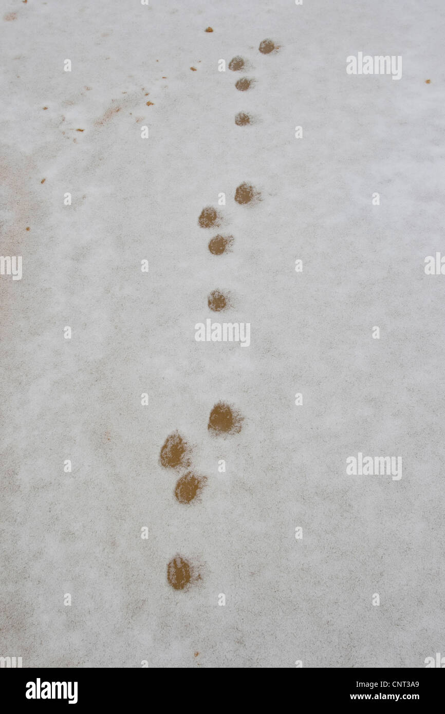 European rabbit (Oryctolagus cuniculus), foot prints in the snow, Germany Stock Photo