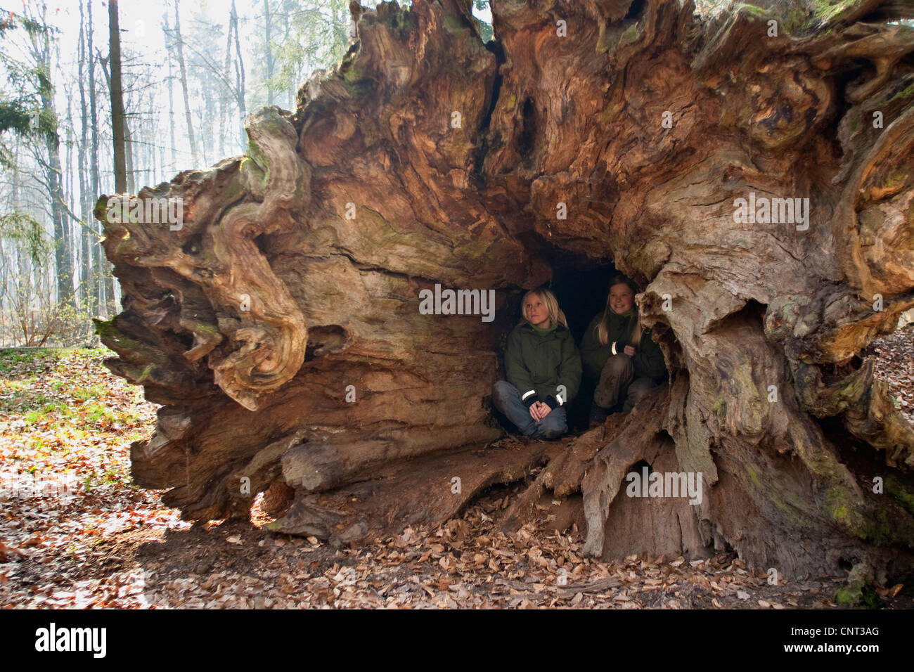 two children sitting in the hollow stem of an old, huge and tumbled oak, Solling, Germany, Lower Saxony Stock Photo