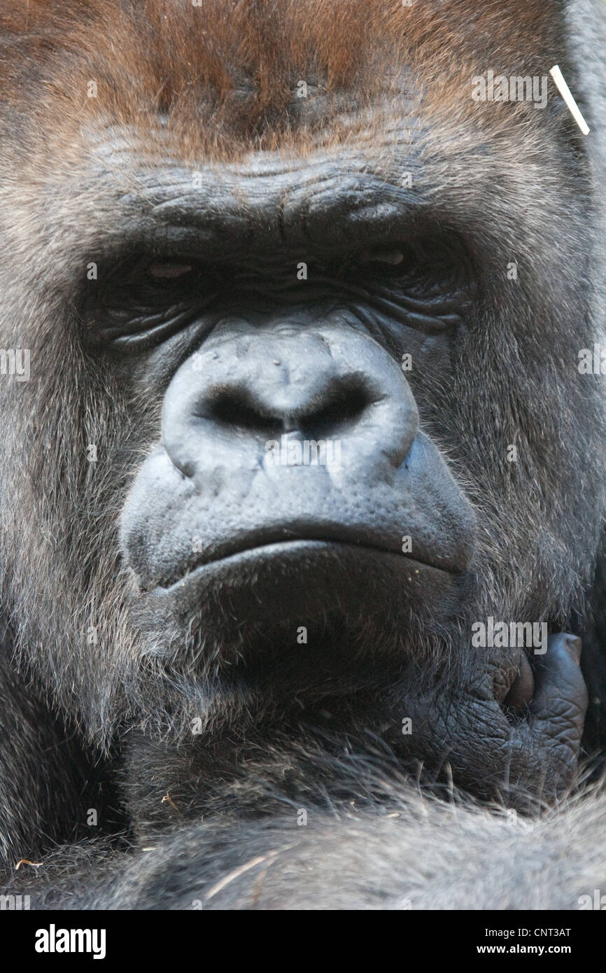 Ape Gorilla Primate Stock Photo - Alamy