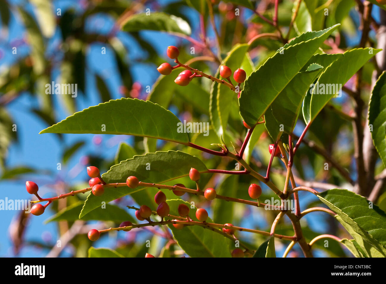 Portugal laurel (Prunus lusitanica), fruits Stock Photo