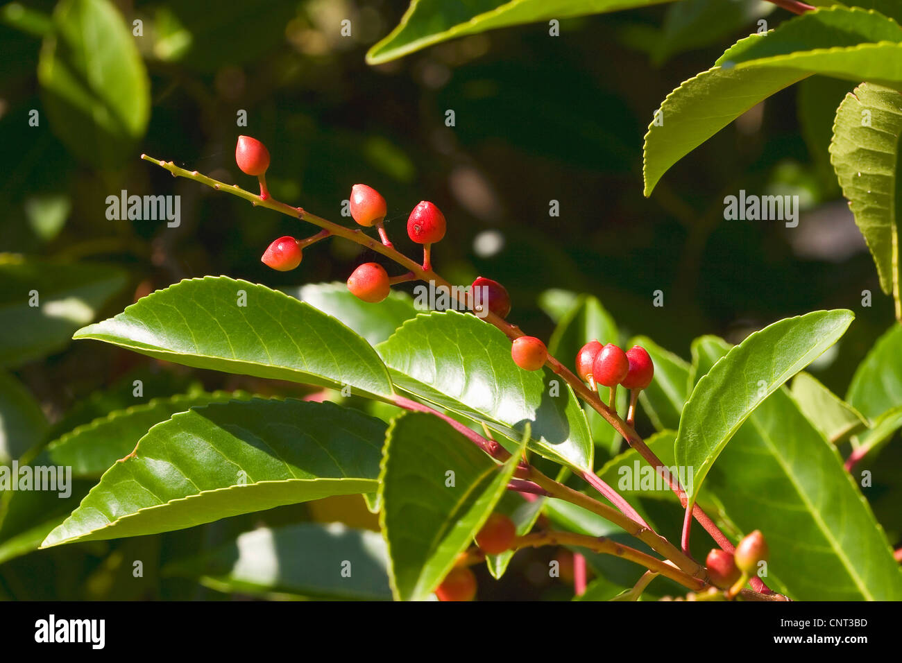 Portugal laurel (Prunus lusitanica), fruits Stock Photo