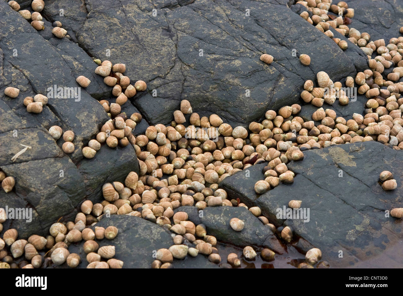 common periwinkle, common winkle, edible winkle (Littorina littorea), at low tide on coast rocks Stock Photo