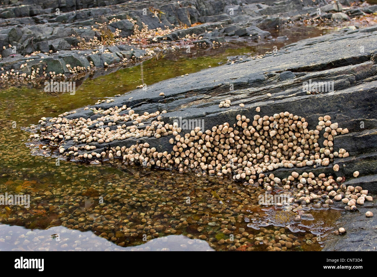 common periwinkle, common winkle, edible winkle (Littorina littorea), at low tide on coast rocks Stock Photo