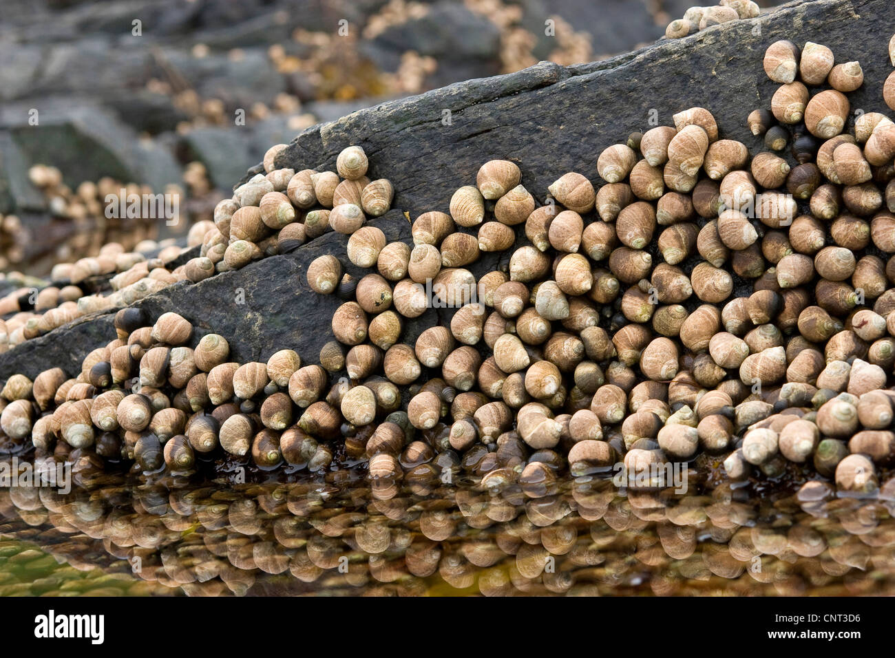 common periwinkle, common winkle, edible winkle (Littorina littorea), at low tide on rock, rocky tideland Stock Photo