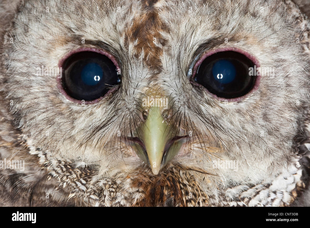 Eurasian tawny owl (Strix aluco), portrait Stock Photo