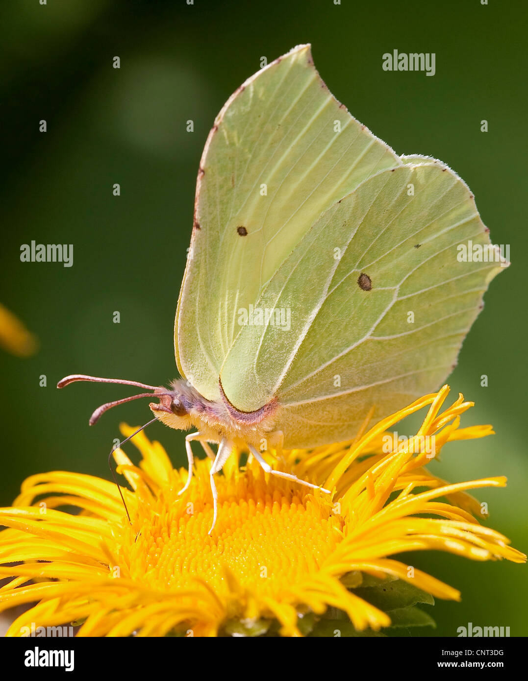 brimstone (Gonepteryx rhamni), searching nectar on a yellow blossom Stock Photo