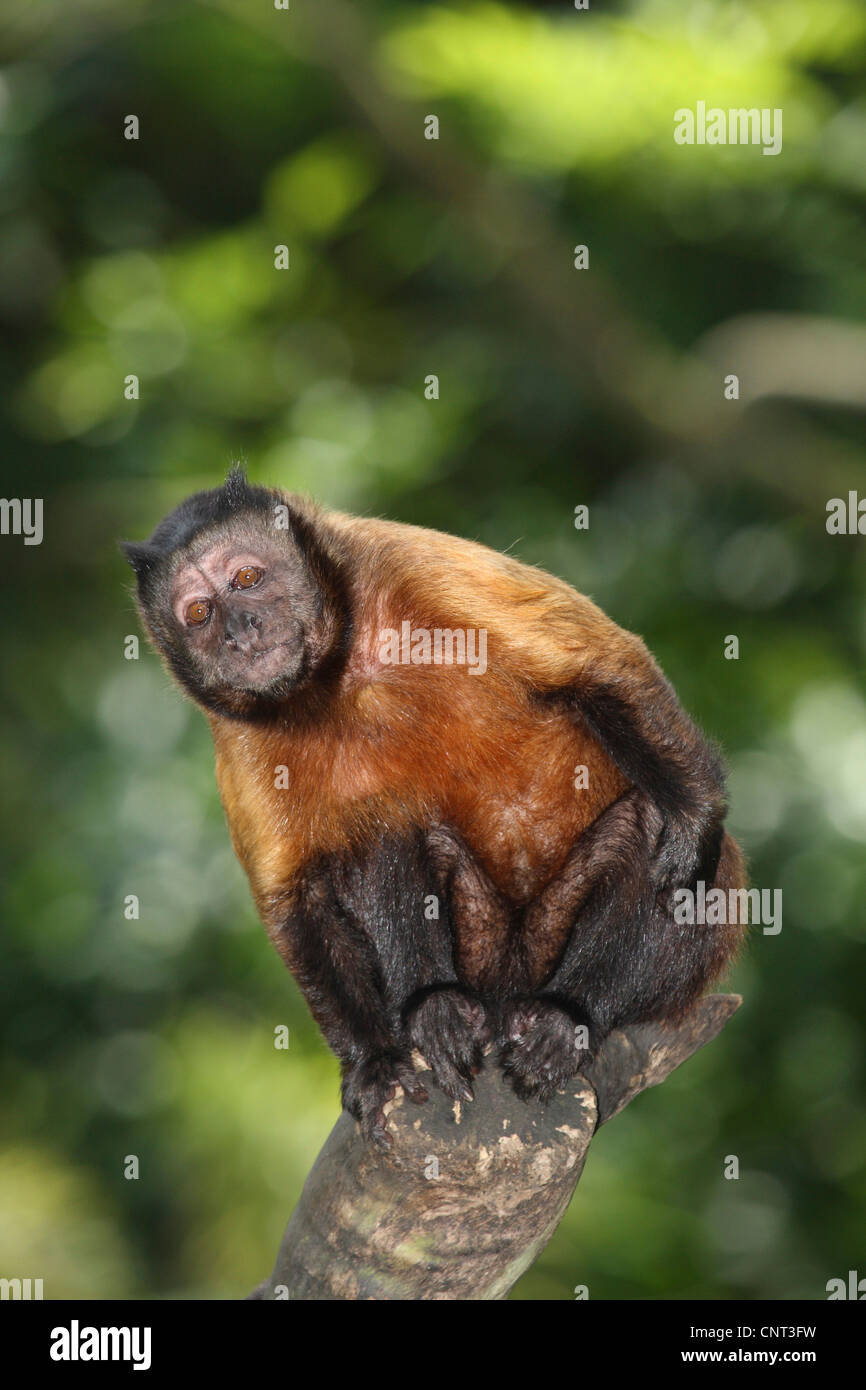 Black-Capped Capuchin, Brown-Capuchin Monkey (Cebus apella), sits on branch Stock Photo