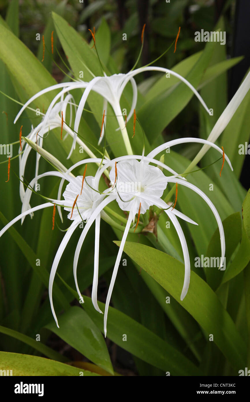 poisonbulb, crinum lily (Crinum asiaticum), blooming Stock Photo
