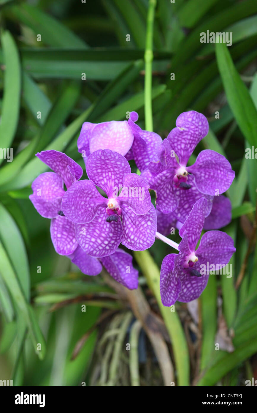 Blue Vanda (Vanda coerulea), inflorescence Stock Photo