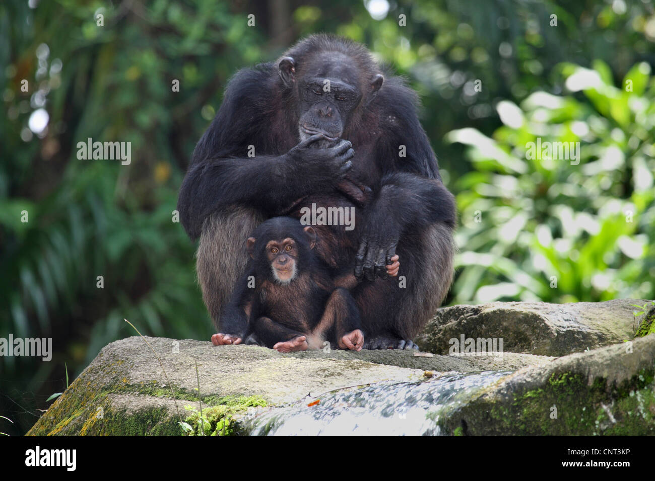 common chimpanzee (Pan troglodytes), female with pup Stock Photo