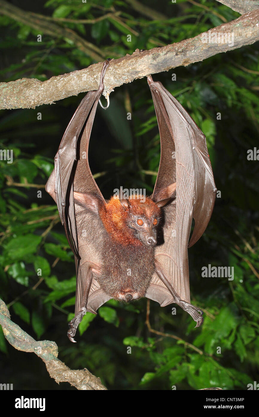 kalong, flying dog, large flying fox (Pteropus vampyrus), female hangs at branch Stock Photo