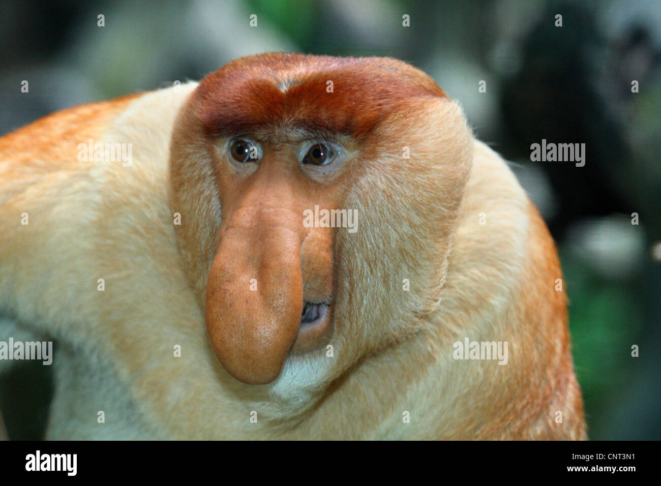 proboscis monkey (Nasalis larvatus), portrait Stock Photo